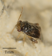 Coridromius chenopoderis