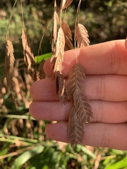 Chasmanthium latifolium
