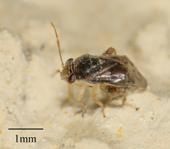 Coridromius chenopoderis