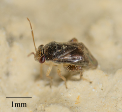Coridromius chenopoderis