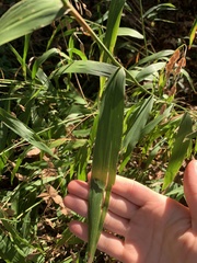 Chasmanthium latifolium