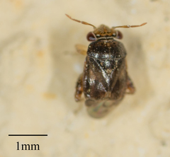 Coridromius chenopoderis