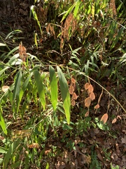 Chasmanthium latifolium