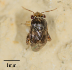 Coridromius chenopoderis