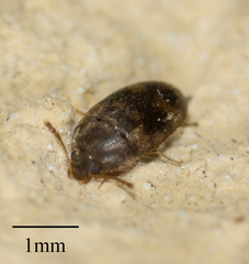 Litargus