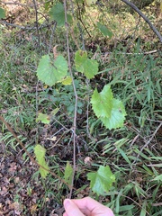Vitis rotundifolia