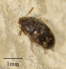 Litargus