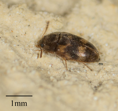Litargus