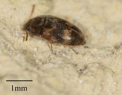 Litargus