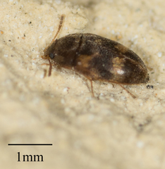 Litargus