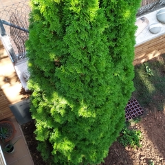 Platycladus orientalis