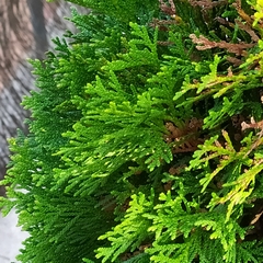 Platycladus orientalis