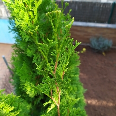 Platycladus orientalis