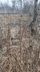 Veronicastrum sibiricum
