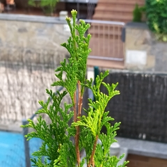 Platycladus orientalis