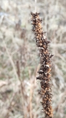 Veronicastrum sibiricum