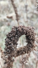 Veronicastrum sibiricum