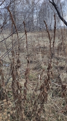 Veronicastrum sibiricum
