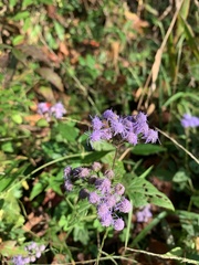 Conoclinium coelestinum