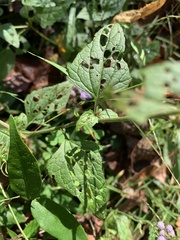 Conoclinium coelestinum