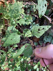 Conoclinium coelestinum