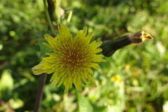 Sonchus oleraceus