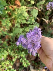 Conoclinium coelestinum