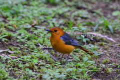 Cossypha natalensis natalensis