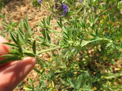 Psoralea polysticta