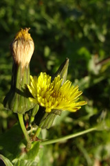 Sonchus oleraceus