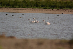 Phoenicopterus roseus