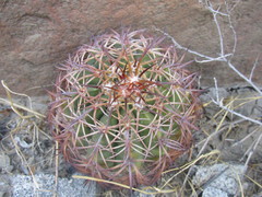 Melocactus peruvianus