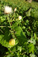 Sonchus oleraceus