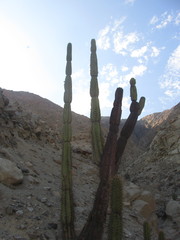 Armatocereus procerus