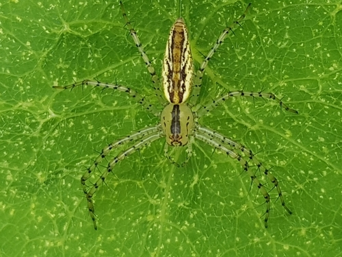 Peucetia rubrolineata