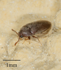 Throscidae