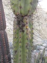 Armatocereus procerus