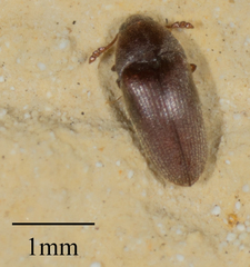 Throscidae
