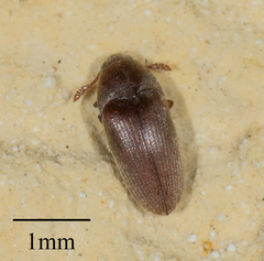 Throscidae