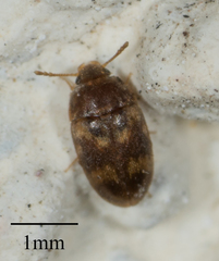 Litargus