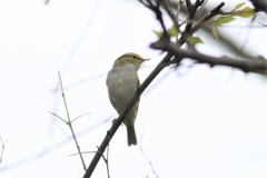 Phylloscopus proregulus