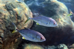 Caranx