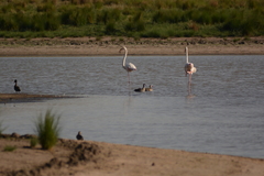 Phoenicopterus roseus
