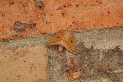 Adeloneivaia