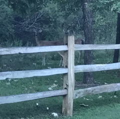 Odocoileus virginianus texanus