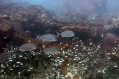 Caranx