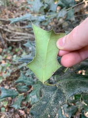 Ilex cornuta