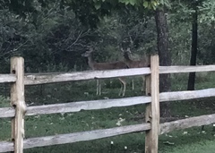 Odocoileus virginianus texanus