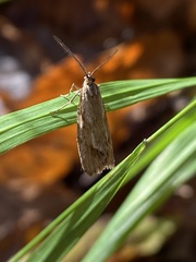 Diurnea lipsiella