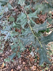 Ilex cornuta